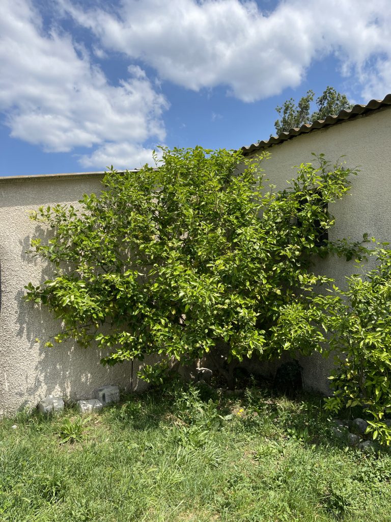Le citronnier de Gilles du Haras des Mouettes