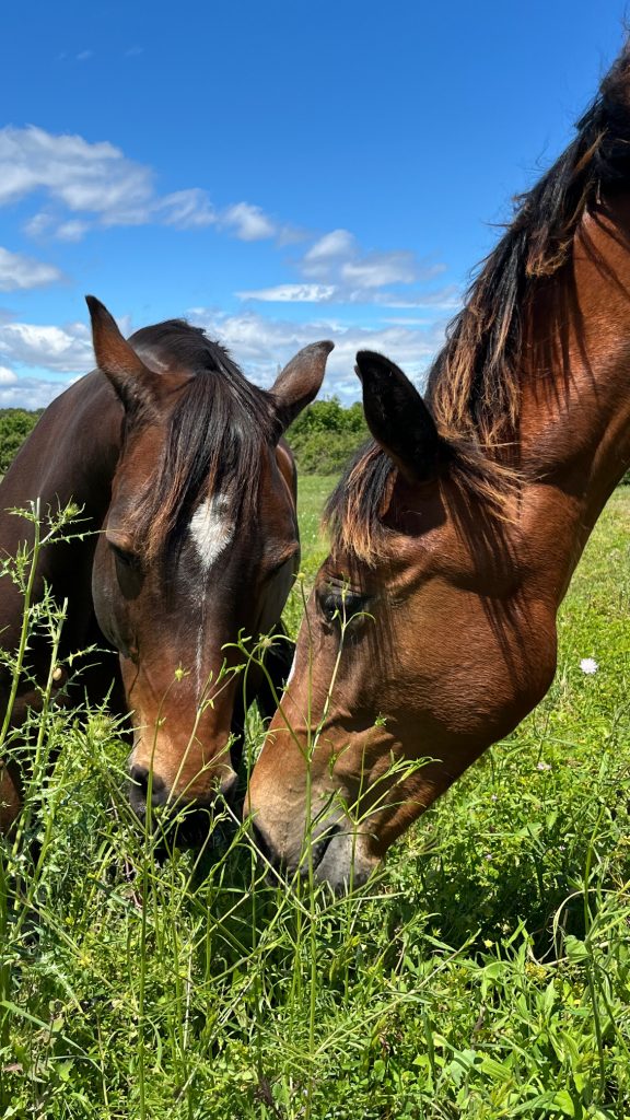 Nos chevaux à la vente